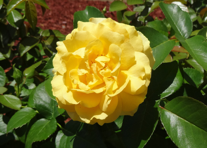 yellow rose in Rego Park Queens